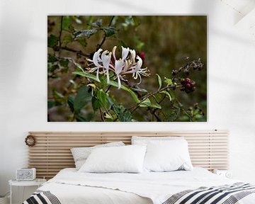 honeysuckle by Tjamme Vis