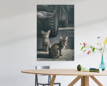 Cool Kittens by Elianne van Turennout