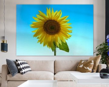 Sunflower by Gert Hilbink