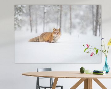 Vos in de sneeuw van Gert Hilbink