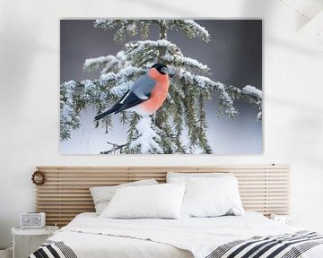 Bullfinch in the Snow by Gert Hilbink