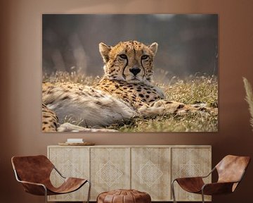 Cheetah of Jachtluipaard van Gert Hilbink