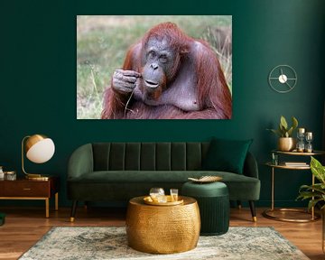 Female orangutan portrait by Edwin Butter