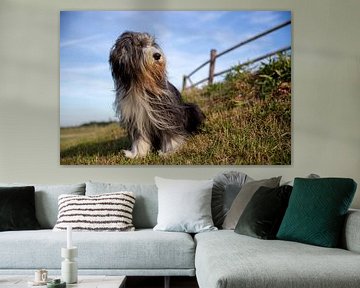 Bearded Collie sur Edwin Butter