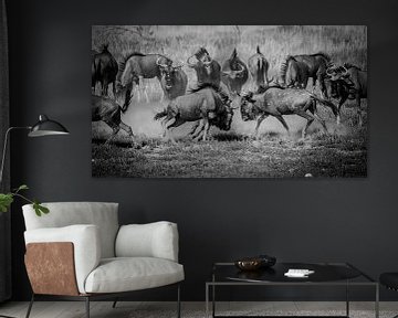 The fight - a wildebeest spectacle by Sharing Wildlife