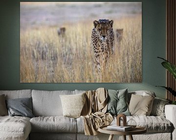 Op zoek naar... cheetah met kleintjes van Sharing Wildlife