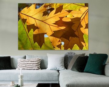 Herfstbladeren van Harry Wedzinga