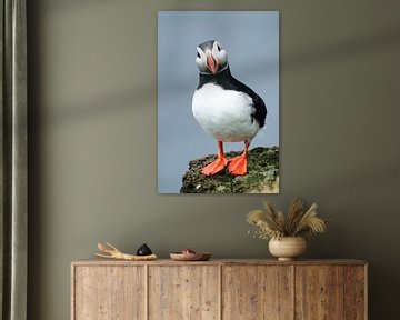 Puffin by Douwe Schut