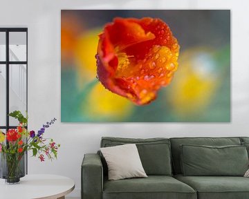 Flamboyant (poppy with raindrops in cheerful colours) by Birgitte Bergman