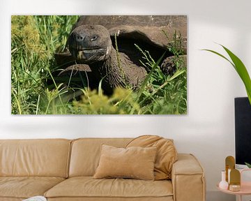 Giant Galapagos Tortoise is having breakfast by Ricardo de Groot