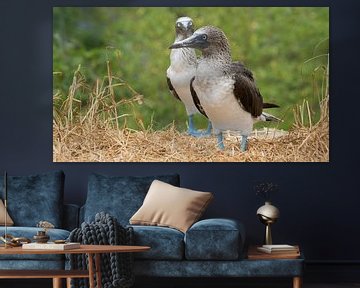 Couple op blue footed boobies by Ricardo de Groot