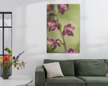Purple flowers by Douwe Schut