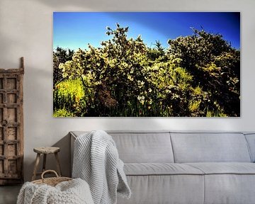 tenerife  met wildgroei  aan bloemen en blauwe lucht