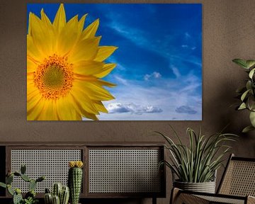 Concept Sunflower von Michael Nägele