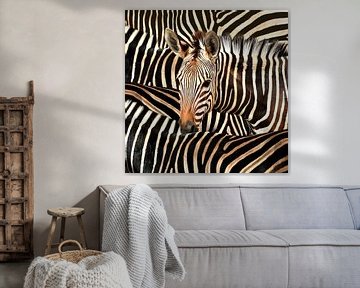 Portrait Of A Zebra by Diana van Tankeren