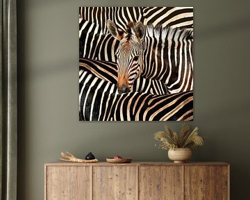 Modernes Porträt eines gestreiften Zebras von Diana van Tankeren