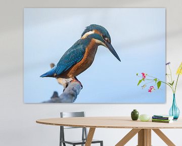 Kingfisher starring