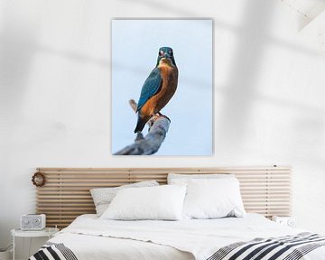 kingfisher starring at me. sur richard evers