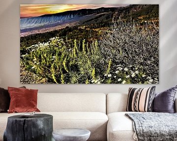 De natuur op Tenerife met widgroei en aan de horizon gaudgele zonondergang  en donkerre bergketen op