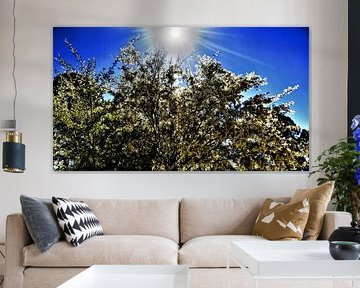 natuur op TENERIFE  bremst in bloei met blauwe lucht  in de zonnestralen