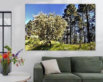 Natuur op TENERIFE bloei van bremst boompje in hemel blauwe lucht