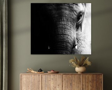 Portrait elephant (black/white) by Jacqueline Gerhardt