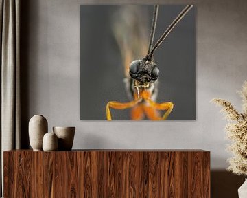 Woodlouse wasp by Marlies Wolfert