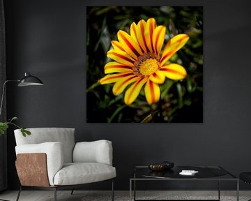 Gelbe Blume von Rob van der Teen