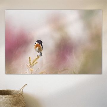 Stonechat by Stijn Smits