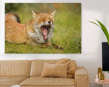 Gähnender fuchs