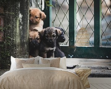 Colombian puppies by Ronne Vinkx