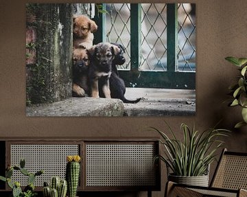 Colombiaanse puppy's von Ronne Vinkx
