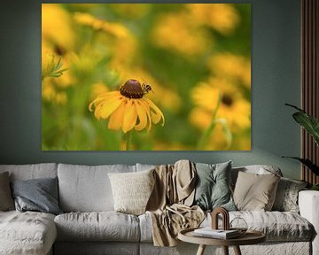 Glücklich sein. Heiteres und sommerliches Bild einer Schwebfliege zwischen gelben Rudbeckia von Birgitte Bergman