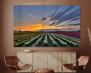 Sunset above tulip field by Ans Bastiaanssen