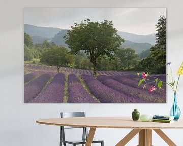 A beautiful lavender field by Barbara Brolsma