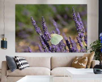 White butterfly on the lavender by Barbara Brolsma