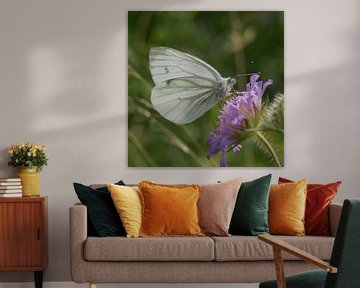 vlinder Klein geaderd witje van Teus Kooijfotografie