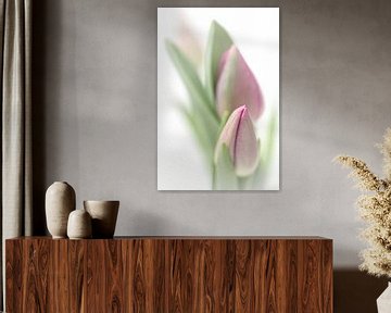 Bedroom Tulip... (bloem, tulp) von Bob Daalder