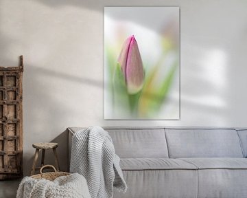 Pastel Spring... (Flower, Tulip in bud) by Bob Daalder