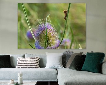 Bloeiende distel heeft rups op bezoek