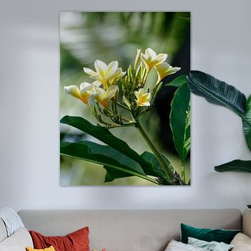 De Frangipani bloem van Petra Brouwer