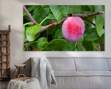 Plum in the tree by I Keukens