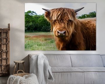 Schottische Highlander-Kuh von Rick Van der bijl