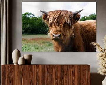 Scottish highlander cow by Rick Van der bijl