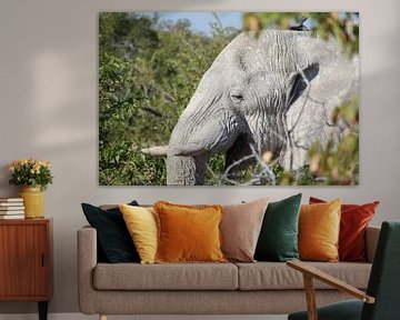 Oude, wijze olifant in de Okavango Delta in Botswana, Afrika van Phillipson Photography