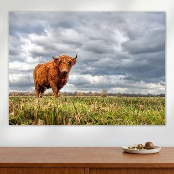 Schotse hooglander, dreigend noodweer