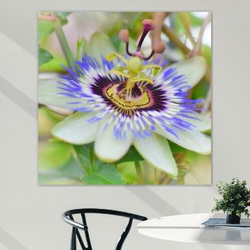 "passiebloem met mieren"