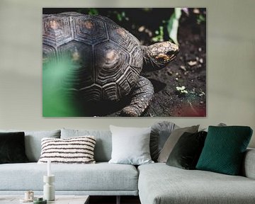 Turtle on dark ground by Ronne Vinkx