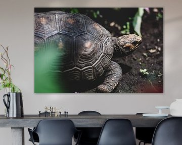 Schildpad op donkere grond von Ronne Vinkx
