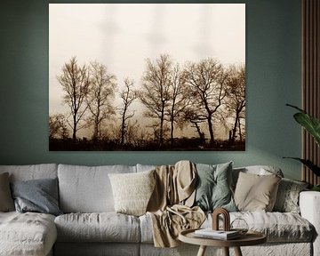 Oude bomen